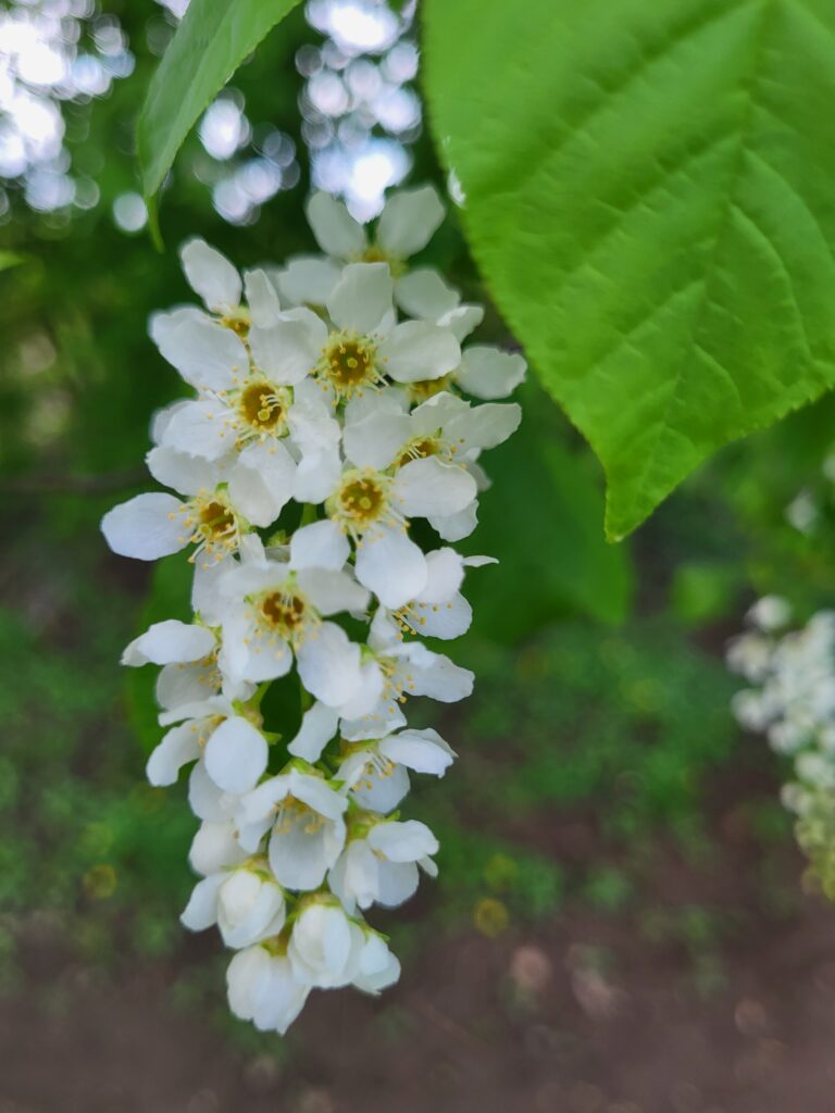 Turkceden Almancaya Cumleler